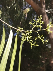 Anacardioideae