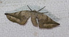 Parepisparis excusata