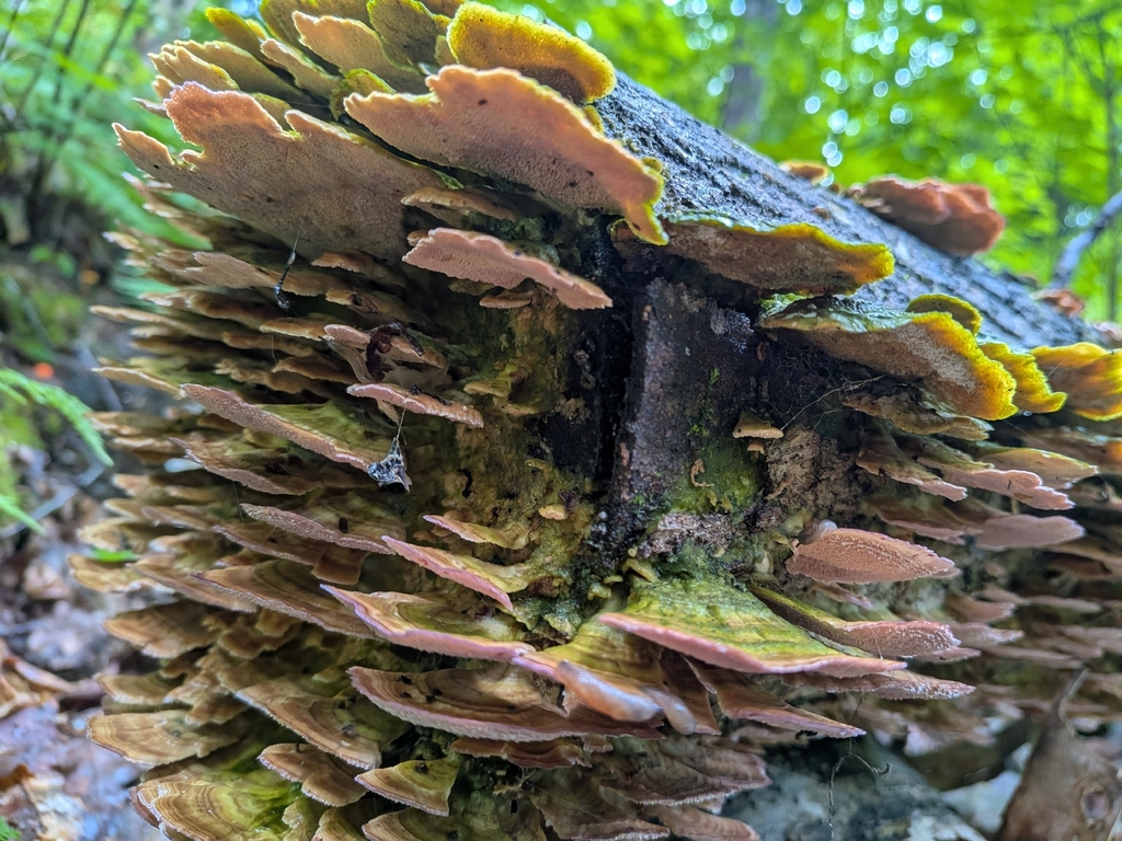 violet-toothed polypore · August 2026 · photo: Photo: (c) Mustapha, some rights reserved (CC BY) · iNaturalist
