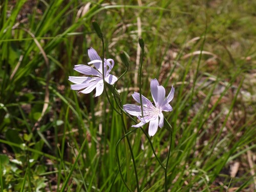 Lygodesmia aphylla, photograph 6