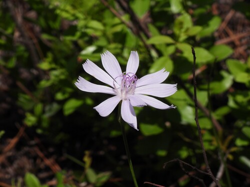 Lygodesmia aphylla, photograph 5