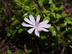 Lygodesmia aphylla, photograph (c) geosesarma, some rights reserved (CC BY)