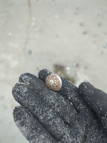 Umbonium costatum observed 2026-08-29