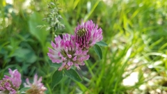 Trifolium pratense
