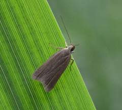 Acompsia cinerella