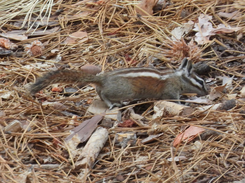 Lodgepole Chipmunk observed by katrina_springs