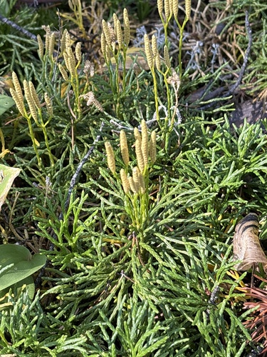 northern ground-cedar