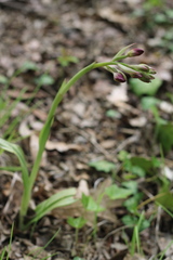 Himantoglossum comperianum