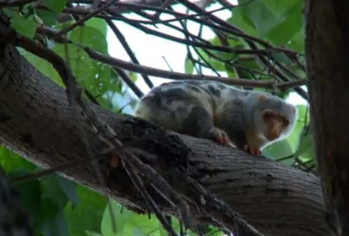 Spilocuscus maculatus observed 2026-08-28