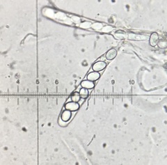 Coprotus lacteus