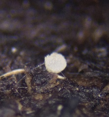 Coprotus lacteus