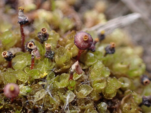 Splachnum vasculosum observed 2026-08-25