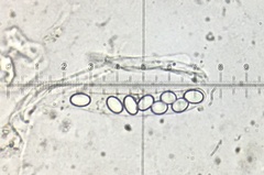 Coprotus lacteus