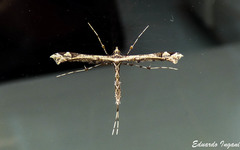 Stenoptilodes sematodactyla