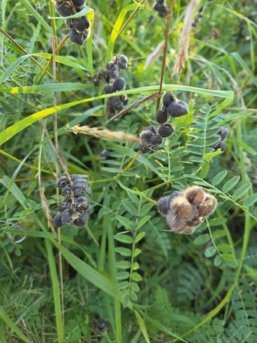 Chickpea Milkvetch