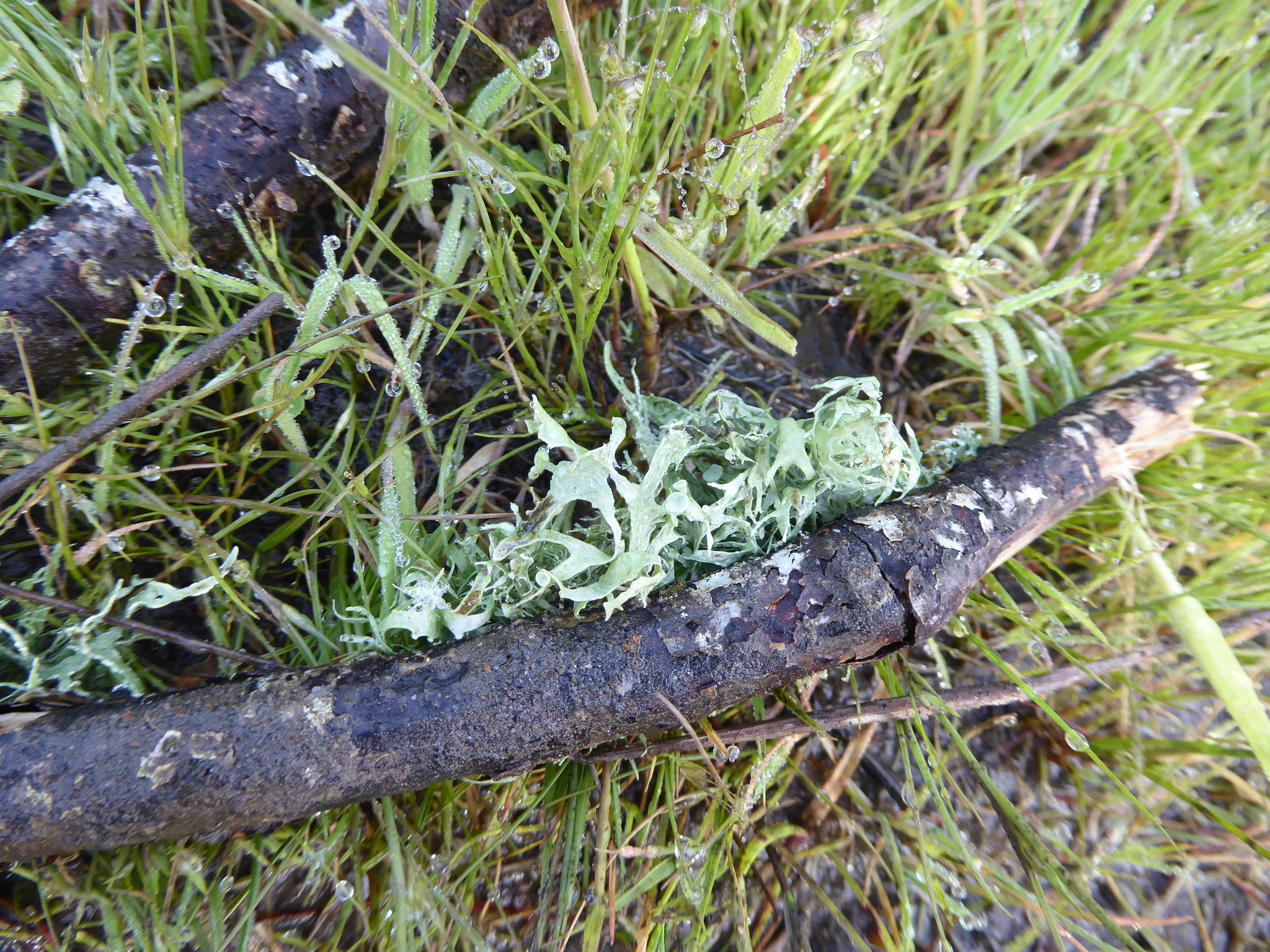 Ramalinaceae image