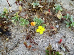 Camissoniopsis cheiranthifolia cheiranthifolia