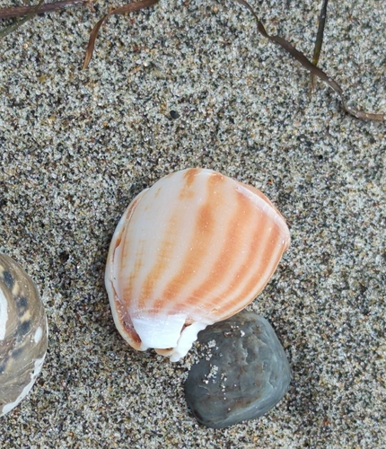 Phalium flammiferum observed 2026-08-29
