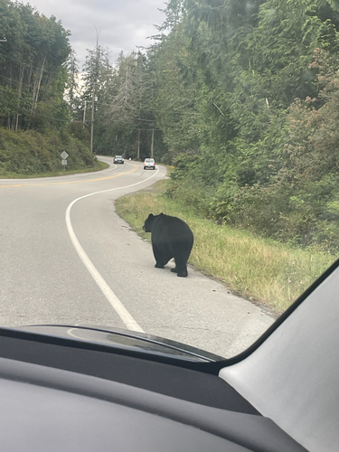 Black Bear sighting near Highway 101