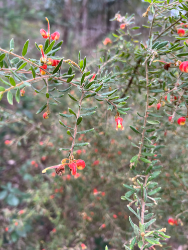 Mountain Grevillea