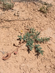 Hoffmannseggia drepanocarpa