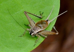 Eneopterinae