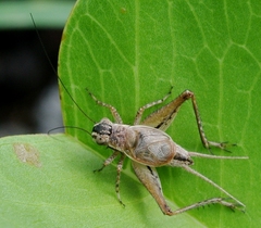 Eneopterinae