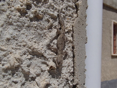 Mediodactylus orientalis