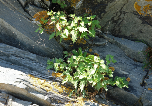 Hylotelephium populifolium, photograph 2
