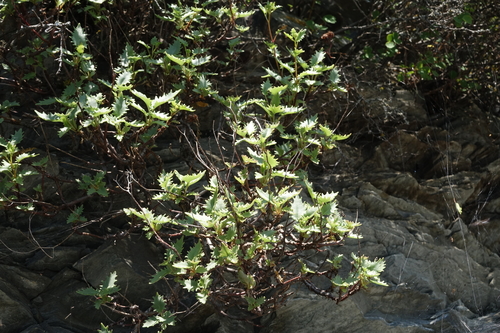 Hylotelephium populifolium, photograph 4