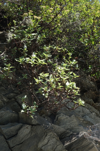 Hylotelephium populifolium, photograph 5