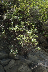 Hylotelephium populifolium, photograph (c) Oleg Kosterin, some rights reserved (CC BY)