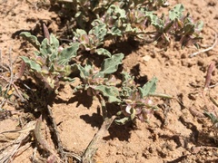 Acleisanthes diffusa