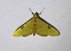 Archernis callixantha