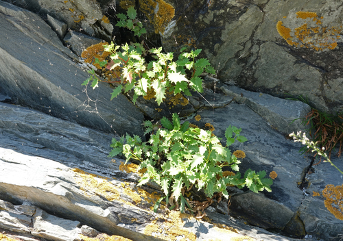 Hylotelephium populifolium, photograph 3