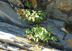 Hylotelephium populifolium, photograph (c) Oleg Kosterin, some rights reserved (CC BY)