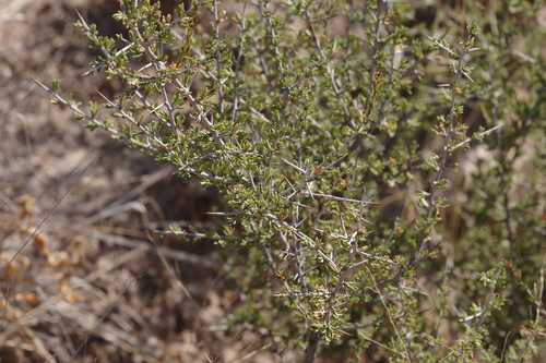 Little Buckthorn