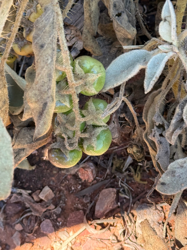 Solanum quadriloculatum observed 2026-08-28