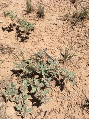 Acleisanthes diffusa