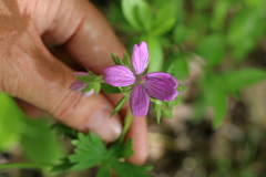 Geranium asphodeloides
