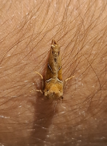 Orange Swift