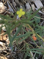 Camissonia contorta