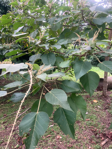 Croton draco