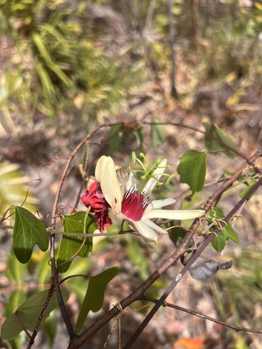 Passiflora aurantia observed 2026-08-29