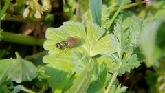Chloromyia