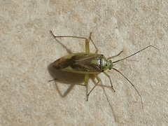 Closterotomus trivialis