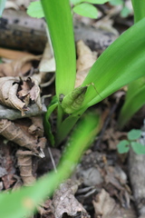Colchicum umbrosum