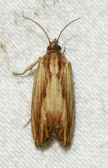 Eucosma radiatana