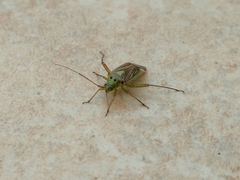 Closterotomus trivialis