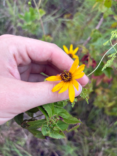 Helianthus atrorubens, photograph 3